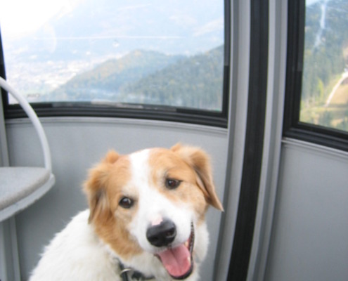 HUnd in der Bergbahn bzw. Gondel
